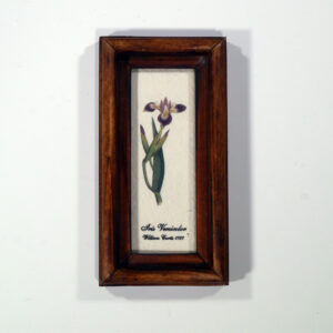 4 X 10 növénysorozat