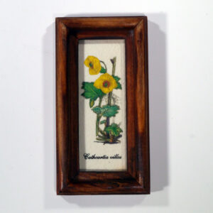 4 X 10 növénysorozat