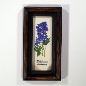 4 X 10 növénysorozat