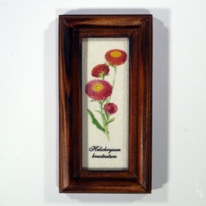 4 X 10 növénysorozat