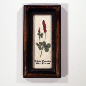 4 X 10 növénysorozat