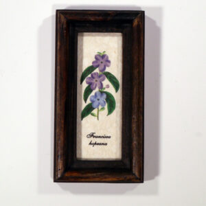 4 X 10 növénysorozat