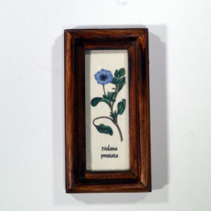 4 X 10 növénysorozat