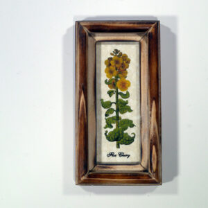 4 X 10 növénysorozat