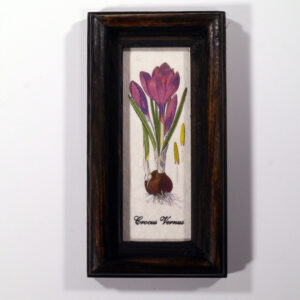 4 X 10 növénysorozat