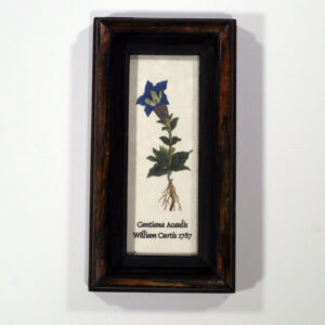 4 X 10 növénysorozat