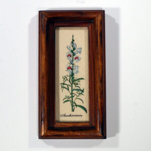 4 X 10 növénysorozat