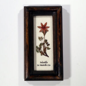 4 X 10 növénysorozat